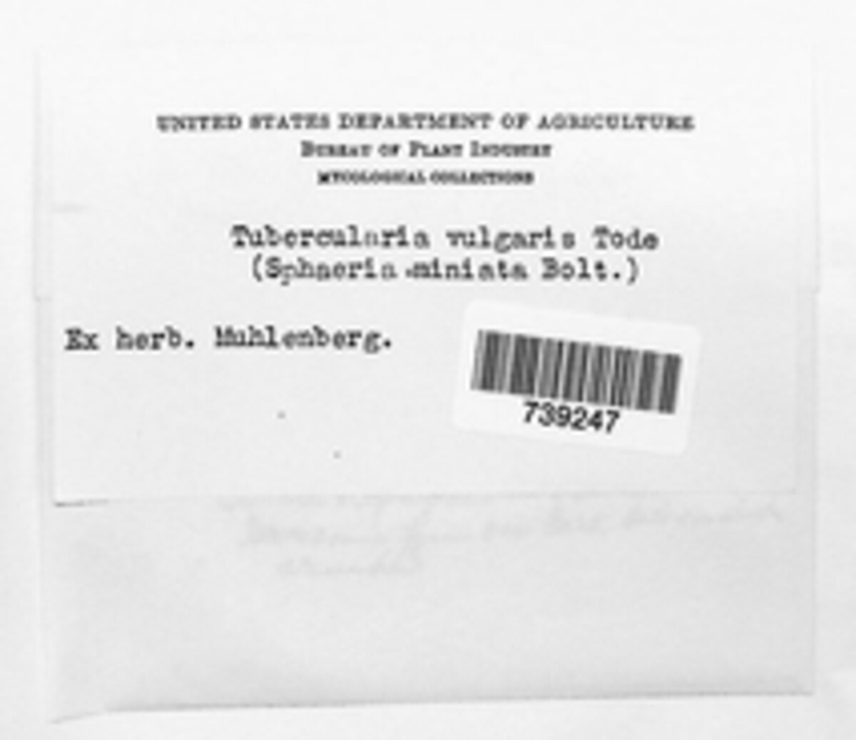 Tubercularia vulgaris image